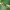 Arkliarūgštinė kampuotblakė - Coreus marginatus, nimfa | Fotografijos autorius : Vidas Brazauskas | © Macronature.eu | Macro photography web site