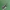Arkliarūgštinė kampuotblakė - Coreus marginatus, nimfa | Fotografijos autorius : Žilvinas Pūtys | © Macronature.eu | Macro photography web site