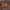 Arkliarūgštinė kampuotblakė - Coreus marginatus | Fotografijos autorius : Žilvinas Pūtys | © Macronature.eu | Macro photography web site