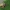 Bukaragė skydblakė - Arma custos, nimfa | Fotografijos autorius : Gintautas Steiblys | © Macronature.eu | Macro photography web site