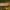 Taškuotasis vėlyvis - Conistra rubiginea | Fotografijos autorius : Žilvinas Pūtys | © Macronature.eu | Macro photography web site