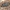 Drebulinė žievėblakė - Mezira tremulae | Fotografijos autorius : Romas Ferenca | © Macrogamta.lt | Šis tinklapis priklauso bendruomenei kuri domisi makro fotografija ir fotografuoja gyvąjį makro pasaulį.