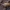 Drebulinis gluosniastraublis - Dorytomus tortrix | Fotografijos autorius : Žilvinas Pūtys | © Macrogamta.lt | Šis tinklapis priklauso bendruomenei kuri domisi makro fotografija ir fotografuoja gyvąjį makro pasaulį.