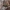 Drebulinis raštenis - Clytus arietis | Fotografijos autorius : Žilvinas Pūtys | © Macrogamta.lt | Šis tinklapis priklauso bendruomenei kuri domisi makro fotografija ir fotografuoja gyvąjį makro pasaulį.