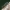 Drebulinis raštenis - Clytus arietis | Fotografijos autorius : Vidas Brazauskas | © Macrogamta.lt | Šis tinklapis priklauso bendruomenei kuri domisi makro fotografija ir fotografuoja gyvąjį makro pasaulį.