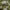 Drebulinis raštenis - Clytus arietis | Fotografijos autorius : Žilvinas Pūtys | © Macrogamta.lt | Šis tinklapis priklauso bendruomenei kuri domisi makro fotografija ir fotografuoja gyvąjį makro pasaulį.