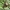 Juodbaltis pelėdgalviukas - Deltote (=Protodeltote) pygarga | Fotografijos autorius : Vidas Brazauskas | © Macrogamta.lt | Šis tinklapis priklauso bendruomenei kuri domisi makro fotografija ir fotografuoja gyvąjį makro pasaulį.