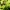 Raudonkaklė meškutė - Atolmis rubricollis | Fotografijos autorius : Vidas Brazauskas | © Macrogamta.lt | Šis tinklapis priklauso bendruomenei kuri domisi makro fotografija ir fotografuoja gyvąjį makro pasaulį.