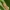 Gelsvasis šakniagraužis - Triodia sylvina | Fotografijos autorius : Vidas Brazauskas | © Macrogamta.lt | Šis tinklapis priklauso bendruomenei kuri domisi makro fotografija ir fotografuoja gyvąjį makro pasaulį.