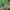Dryžuotaūsė žolblakė - Trigonotylus caelestialium ♂ | Fotografijos autorius : Žilvinas Pūtys | © Macrogamta.lt | Šis tinklapis priklauso bendruomenei kuri domisi makro fotografija ir fotografuoja gyvąjį makro pasaulį.