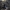 Pusmėnulinis riestulis - Parasteatoda lunata | Fotografijos autorius : Kazimieras Martinaitis | © Macrogamta.lt | Šis tinklapis priklauso bendruomenei kuri domisi makro fotografija ir fotografuoja gyvąjį makro pasaulį.