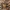 Dumblinis krabas - Rhithropanopeus harrisii | Fotografijos autorius : Gintautas Steiblys | © Macrogamta.lt | Šis tinklapis priklauso bendruomenei kuri domisi makro fotografija ir fotografuoja gyvąjį makro pasaulį.