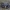 Dumblinis krabas - Rhithropanopeus harrisii | Fotografijos autorius : Žilvinas Pūtys | © Macrogamta.lt | Šis tinklapis priklauso bendruomenei kuri domisi makro fotografija ir fotografuoja gyvąjį makro pasaulį.