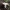 Dvižiedis pievagrybis - Agaricus bitorquis | Fotografijos autorius : Vitalij Drozdov | © Macrogamta.lt | Šis tinklapis priklauso bendruomenei kuri domisi makro fotografija ir fotografuoja gyvąjį makro pasaulį.