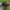 Dvispalvė osmija - Osmia bicolor ♀ | Fotografijos autorius : Žilvinas Pūtys | © Macrogamta.lt | Šis tinklapis priklauso bendruomenei kuri domisi makro fotografija ir fotografuoja gyvąjį makro pasaulį.