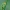 Dvispalvė skydblakė - Piezodorus lituratus | Fotografijos autorius : Gintautas Steiblys | © Macrogamta.lt | Šis tinklapis priklauso bendruomenei kuri domisi makro fotografija ir fotografuoja gyvąjį makro pasaulį.