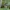 Dviuodegė plėšriablakė - Pygolampis bidentata | Fotografijos autorius : Žilvinas Pūtys | © Macrogamta.lt | Šis tinklapis priklauso bendruomenei kuri domisi makro fotografija ir fotografuoja gyvąjį makro pasaulį.
