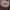 Dvokiančioji šalmabudė - Mycena pura | Fotografijos autorius : Žilvinas Pūtys | © Macrogamta.lt | Šis tinklapis priklauso bendruomenei kuri domisi makro fotografija ir fotografuoja gyvąjį makro pasaulį.