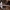 Dvokiančioji šalmabudė - Mycena pura | Fotografijos autorius : Žilvinas Pūtys | © Macrogamta.lt | Šis tinklapis priklauso bendruomenei kuri domisi makro fotografija ir fotografuoja gyvąjį makro pasaulį.