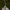 Dvokiančioji šlakabudė - Cystoderma carcharias | Fotografijos autorius : Žilvinas Pūtys | © Macrogamta.lt | Šis tinklapis priklauso bendruomenei kuri domisi makro fotografija ir fotografuoja gyvąjį makro pasaulį.
