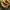 Šveinico rudapintė - Phaeolus schweinitzii | Fotografijos autorius : Vidas Brazauskas | © Macrogamta.lt | Šis tinklapis priklauso bendruomenei kuri domisi makro fotografija ir fotografuoja gyvąjį makro pasaulį.
