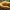 Šveinico rudapintė - Phaeolus schweinitzii | Fotografijos autorius : Gintautas Steiblys | © Macronature.eu | Macro photography web site