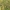 Dygioji usnis - Cirsium vulgare | Fotografijos autorius : Ramunė Vakarė | © Macrogamta.lt | Šis tinklapis priklauso bendruomenei kuri domisi makro fotografija ir fotografuoja gyvąjį makro pasaulį.