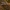 Dygliamusė - Ectophasia crassipennis | Fotografijos autorius : Žilvinas Pūtys | © Macrogamta.lt | Šis tinklapis priklauso bendruomenei kuri domisi makro fotografija ir fotografuoja gyvąjį makro pasaulį.