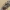Dygliasparnis žabinukas - Pogonocherus hispidus | Fotografijos autorius : Gintautas Steiblys | © Macrogamta.lt | Šis tinklapis priklauso bendruomenei kuri domisi makro fotografija ir fotografuoja gyvąjį makro pasaulį.