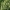 Dygliavaisis virkštenis - Echinocystis lobata | Fotografijos autorius : Ramunė Vakarė | © Macrogamta.lt | Šis tinklapis priklauso bendruomenei kuri domisi makro fotografija ir fotografuoja gyvąjį makro pasaulį.