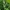 Dygliavaisis virkštenis - Echinocystis lobata | Fotografijos autorius : Gintautas Steiblys | © Macrogamta.lt | Šis tinklapis priklauso bendruomenei kuri domisi makro fotografija ir fotografuoja gyvąjį makro pasaulį.