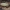 Dygusis ragijus - Rhagium mordax, lėliukė | Fotografijos autorius : Gintautas Steiblys | © Macrogamta.lt | Šis tinklapis priklauso bendruomenei kuri domisi makro fotografija ir fotografuoja gyvąjį makro pasaulį.