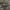 Dygusis ragijus - Rhagium mordax | Fotografijos autorius : Žilvinas Pūtys | © Macrogamta.lt | Šis tinklapis priklauso bendruomenei kuri domisi makro fotografija ir fotografuoja gyvąjį makro pasaulį.