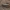 Juostakaktis svirplys - Modicogryllus frontalis ♀ | Fotografijos autorius : Žilvinas Pūtys | © Macrogamta.lt | Šis tinklapis priklauso bendruomenei kuri domisi makro fotografija ir fotografuoja gyvąjį makro pasaulį.