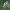 Rytinė baltoji aušrelė - Euchloe ausonia | Fotografijos autorius : Žilvinas Pūtys | © Macronature.eu | Macro photography web site