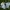 Rytinė baltoji aušrelė - Euchloe ausonia | Fotografijos autorius : Žilvinas Pūtys | © Macronature.eu | Macro photography web site