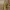 Egiptinis skėrys - Anacridium aegyptium | Fotografijos autorius : Deividas Makavičius | © Macrogamta.lt | Šis tinklapis priklauso bendruomenei kuri domisi makro fotografija ir fotografuoja gyvąjį makro pasaulį.