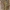 Egiptinis skėrys - Anacridium aegyptium | Fotografijos autorius : Deividas Makavičius | © Macrogamta.lt | Šis tinklapis priklauso bendruomenei kuri domisi makro fotografija ir fotografuoja gyvąjį makro pasaulį.