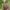 Egiptinis skėrys - Anacridium aegyptium | Fotografijos autorius : Gintautas Steiblys | © Macrogamta.lt | Šis tinklapis priklauso bendruomenei kuri domisi makro fotografija ir fotografuoja gyvąjį makro pasaulį.