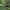 Eglinis laibūnas - Molorchus minor ♂ | Fotografijos autorius : Žilvinas Pūtys | © Macrogamta.lt | Šis tinklapis priklauso bendruomenei kuri domisi makro fotografija ir fotografuoja gyvąjį makro pasaulį.