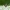 Eglinis laibūnas - Molorchus minor ♂ | Fotografijos autorius : Žilvinas Pūtys | © Macrogamta.lt | Šis tinklapis priklauso bendruomenei kuri domisi makro fotografija ir fotografuoja gyvąjį makro pasaulį.