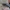 Juodasis kelmalindis - Asemum striatum | Fotografijos autorius : Gintautas Steiblys | © Macrogamta.lt | Šis tinklapis priklauso bendruomenei kuri domisi makro fotografija ir fotografuoja gyvąjį makro pasaulį.