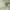 Žaliapadis akiuotžygis - Elaphrus riparius | Fotografijos autorius : Agnė Našlėnienė | © Macrogamta.lt | Šis tinklapis priklauso bendruomenei kuri domisi makro fotografija ir fotografuoja gyvąjį makro pasaulį.