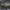 Žaliapadis akiuotžygis - Elaphrus riparius | Fotografijos autorius : Žilvinas Pūtys | © Macrogamta.lt | Šis tinklapis priklauso bendruomenei kuri domisi makro fotografija ir fotografuoja gyvąjį makro pasaulį.