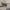 Žaliapadis akiuotžygis - Elaphrus riparius | Fotografijos autorius : Kazimieras Martinaitis | © Macrogamta.lt | Šis tinklapis priklauso bendruomenei kuri domisi makro fotografija ir fotografuoja gyvąjį makro pasaulį.