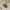 Žaliapadis akiuotžygis - Elaphrus riparius | Fotografijos autorius : Romas Ferenca | © Macrogamta.lt | Šis tinklapis priklauso bendruomenei kuri domisi makro fotografija ir fotografuoja gyvąjį makro pasaulį.