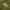 Epyrinė varlė - Pelophylax epeiroticus | Fotografijos autorius : Gintautas Steiblys | © Macrogamta.lt | Šis tinklapis priklauso bendruomenei kuri domisi makro fotografija ir fotografuoja gyvąjį makro pasaulį.