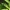 Erythemis simplicicollis, patelė (♀) | Fotografijos autorius : Deividas Makavičius | © Macrogamta.lt | Šis tinklapis priklauso bendruomenei kuri domisi makro fotografija ir fotografuoja gyvąjį makro pasaulį.