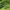 Erythemis simplicicollis, patinas (♂) | Fotografijos autorius : Deividas Makavičius | © Macrogamta.lt | Šis tinklapis priklauso bendruomenei kuri domisi makro fotografija ir fotografuoja gyvąjį makro pasaulį.