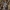 Erythemis simplicicollis, patinas (♂) | Fotografijos autorius : Deividas Makavičius | © Macrogamta.lt | Šis tinklapis priklauso bendruomenei kuri domisi makro fotografija ir fotografuoja gyvąjį makro pasaulį.